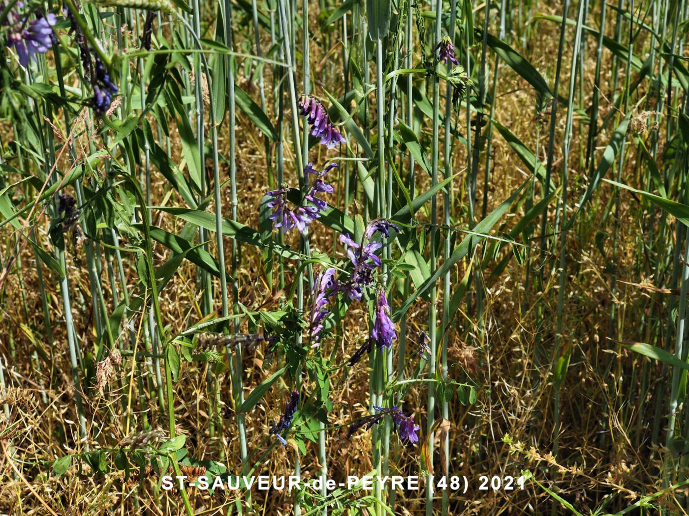 Vetch, Fodder plant